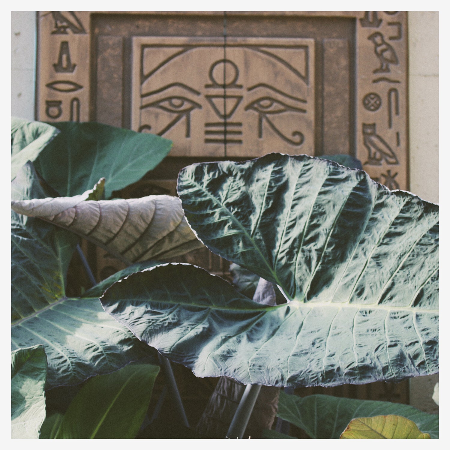 Confused Kundalini - This Will Heal Us CS